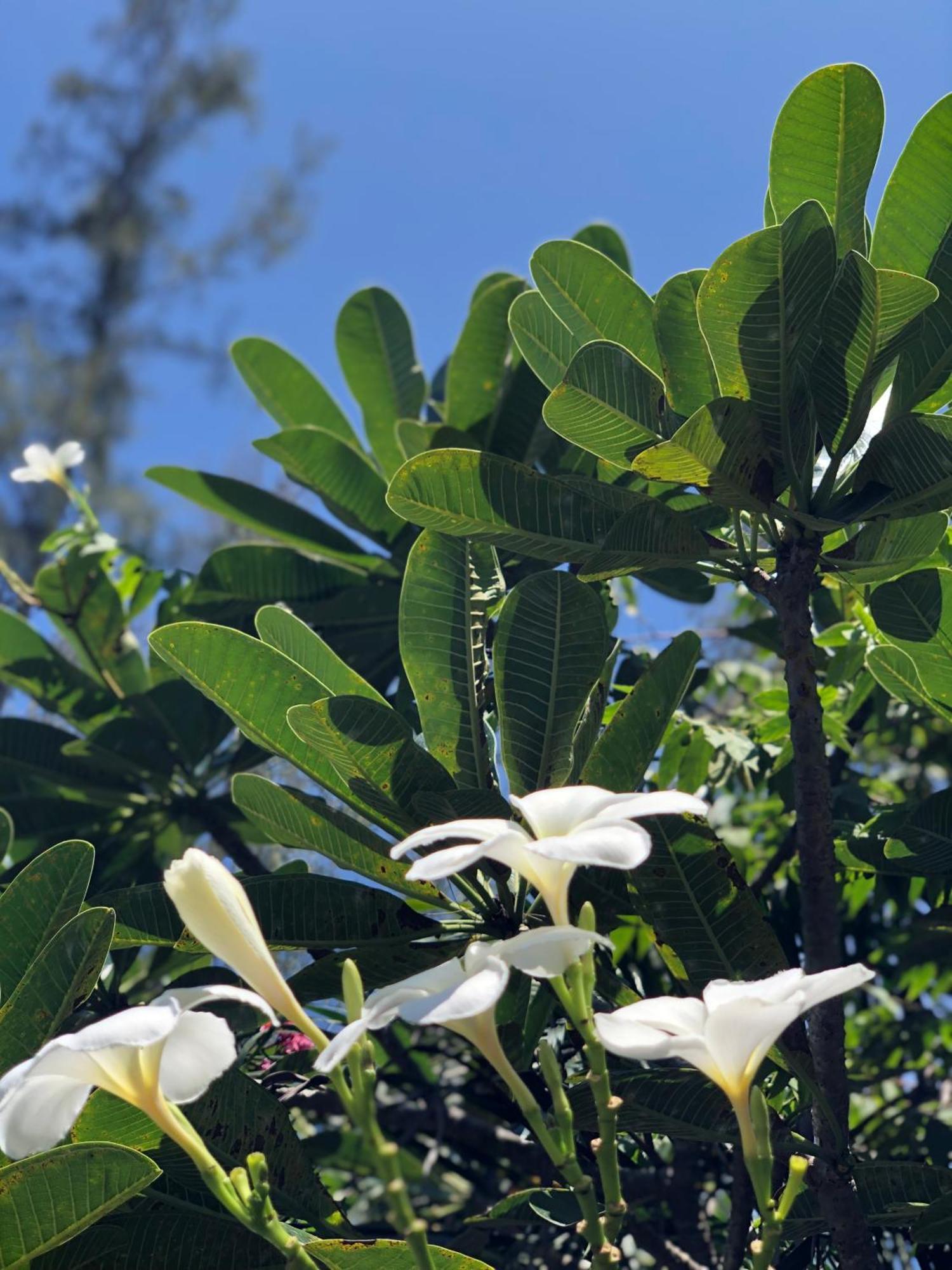 דירות פנתאי צנאנג Shaka Garden House Langkawi מראה חיצוני תמונה