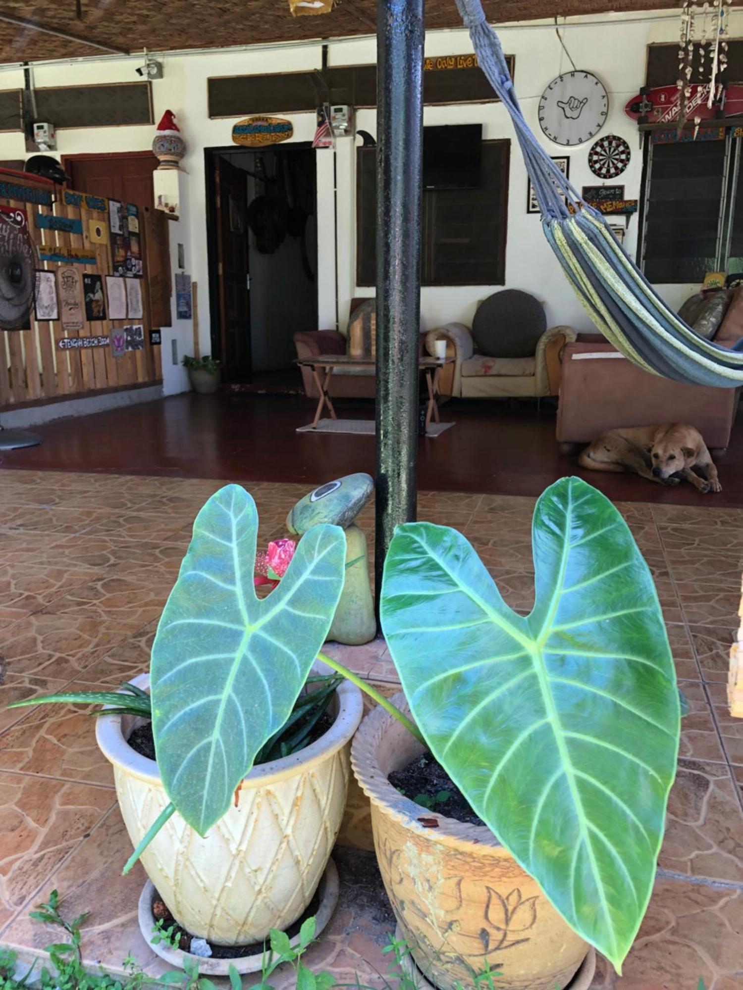דירות פנתאי צנאנג Shaka Garden House Langkawi מראה חיצוני תמונה